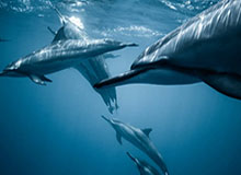 雷霆连续3年霸榜西部第一，132胜追平历史级王朝